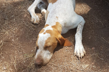 festa-estate-2019-37