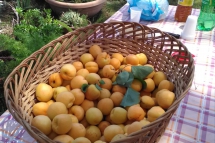 festa-17-giugno-15
